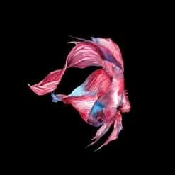 Junior's Design By Humans Betta Fish By GisaPizzatto T-Shirt